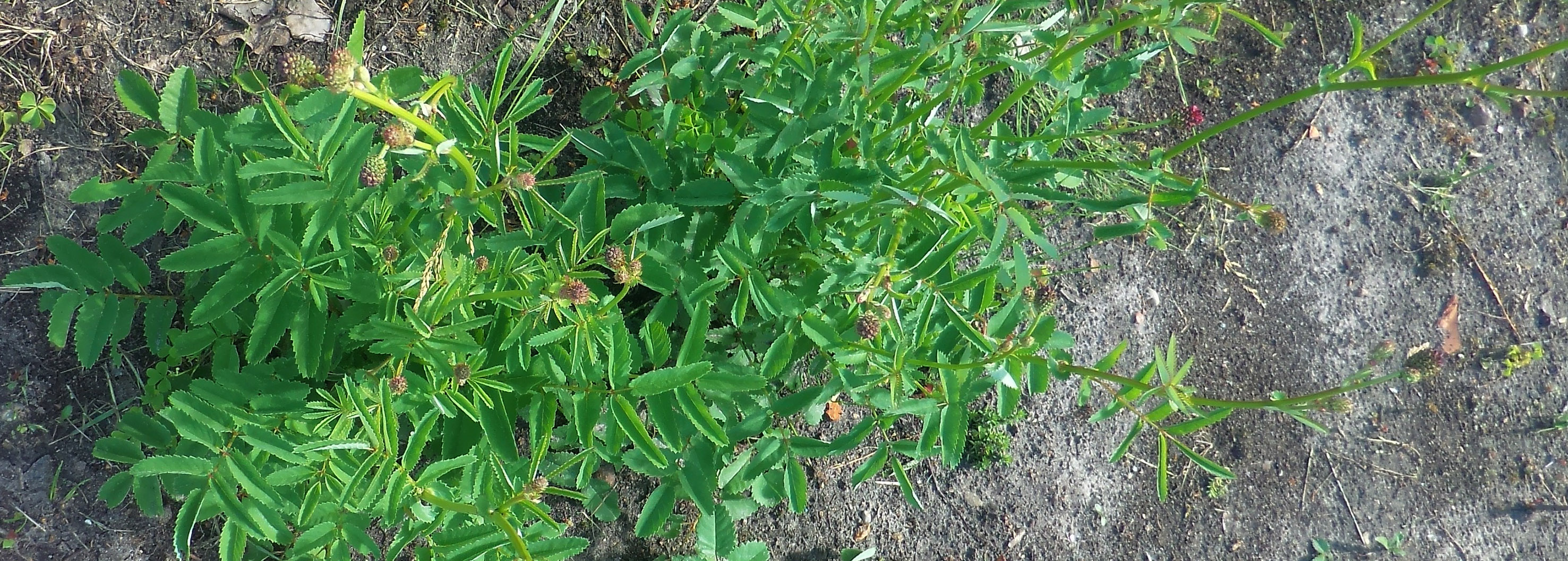 Sanguisorba_officinalis_21102.1.jpg