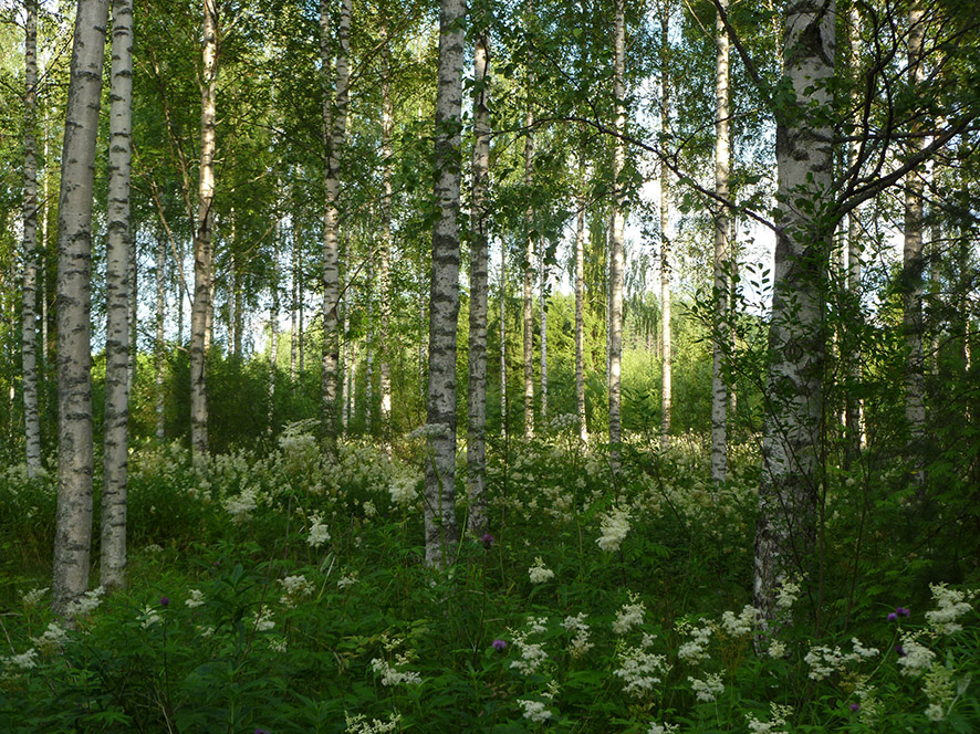 Birch forest