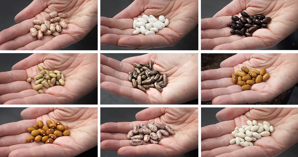 A collage of nine similar photos of a hand holding about ten beans