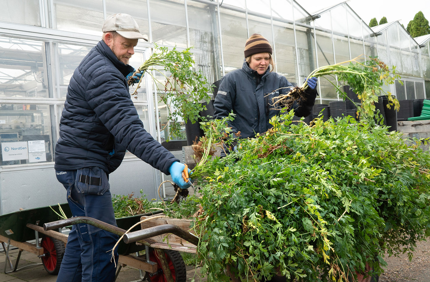 Two persons holding bunches of root parsley