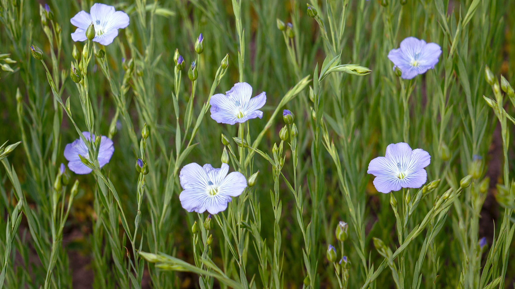 Detail shot of blue flax flowers 