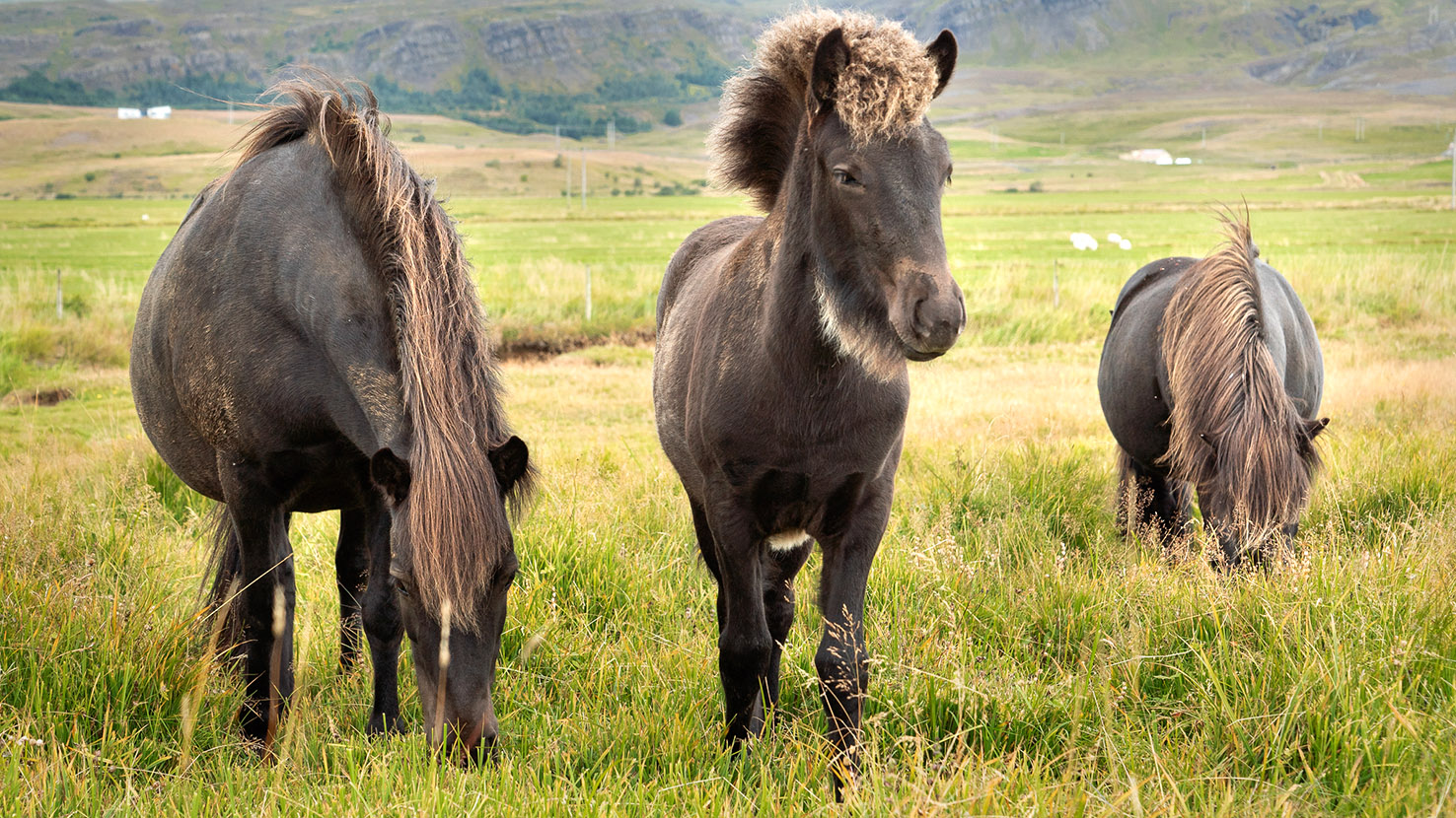 Photo of three horses on field, two of the horses are eating grass.