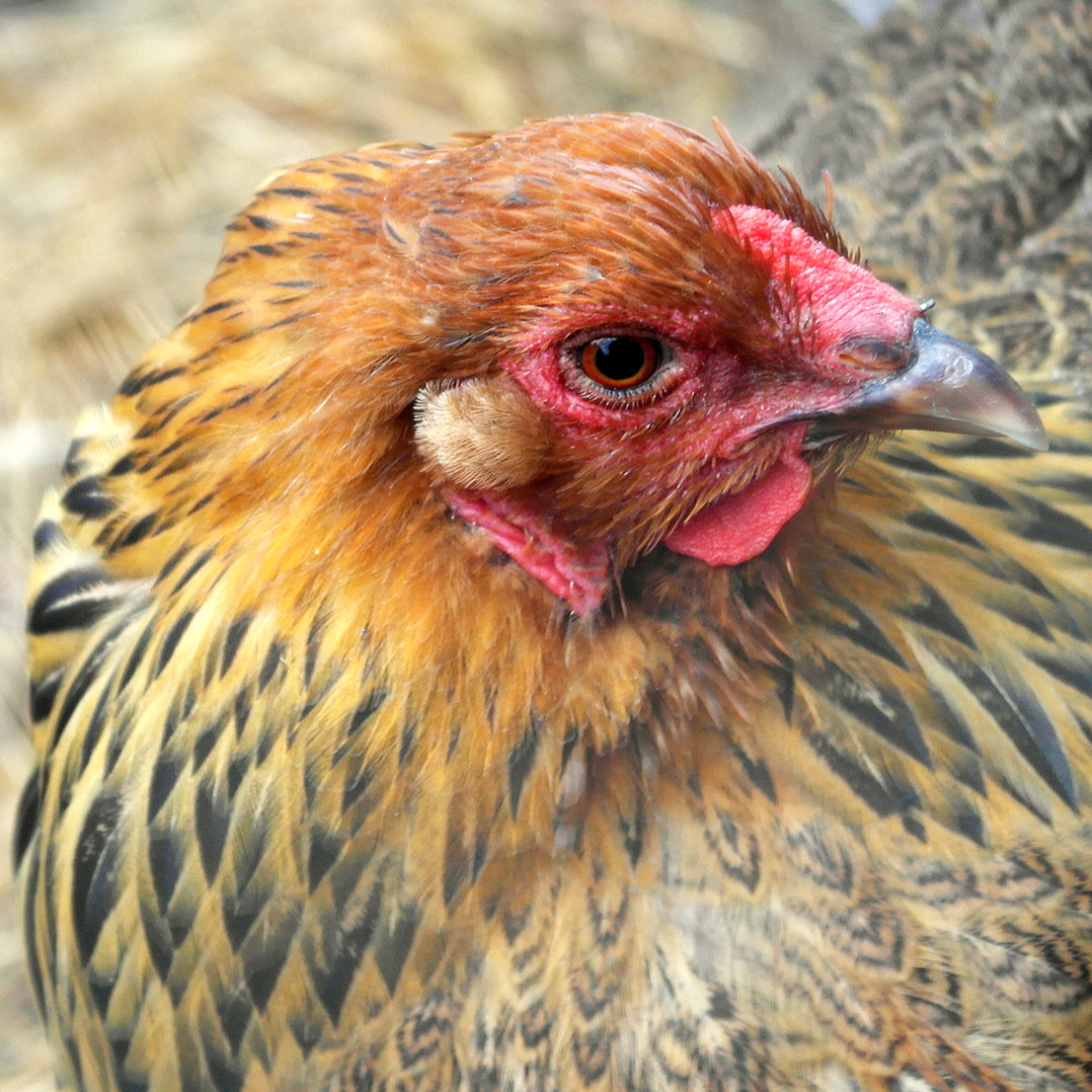 Close-up photo of the head of a hen.