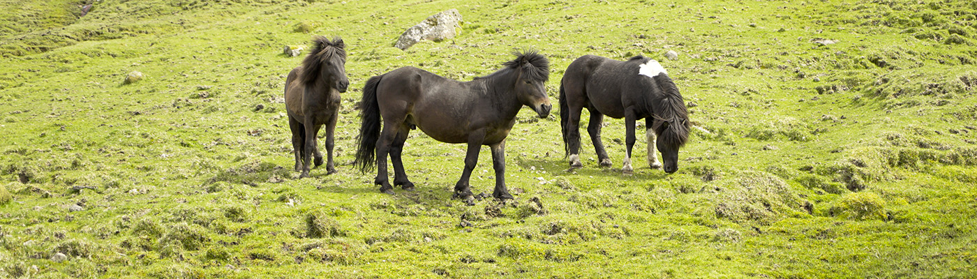 Three horses in a green field, one horse is eating the grass.