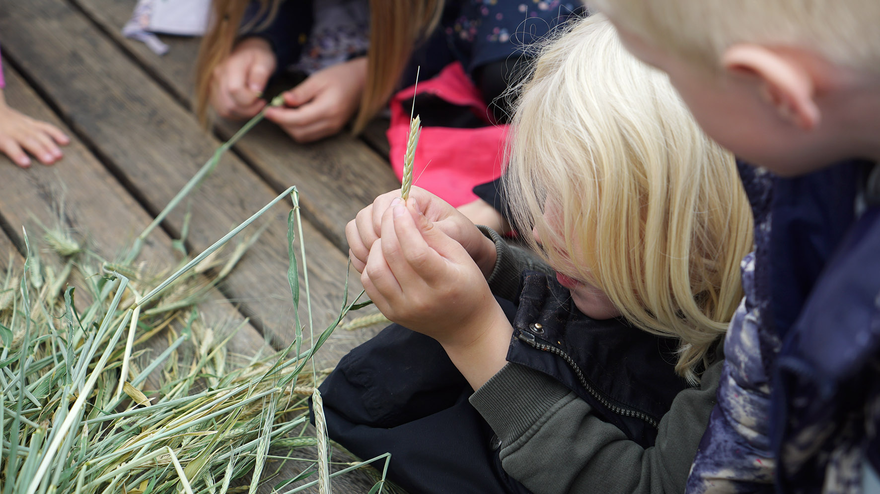 A young child is holding a wheat spike, his or hers face is not visible. 