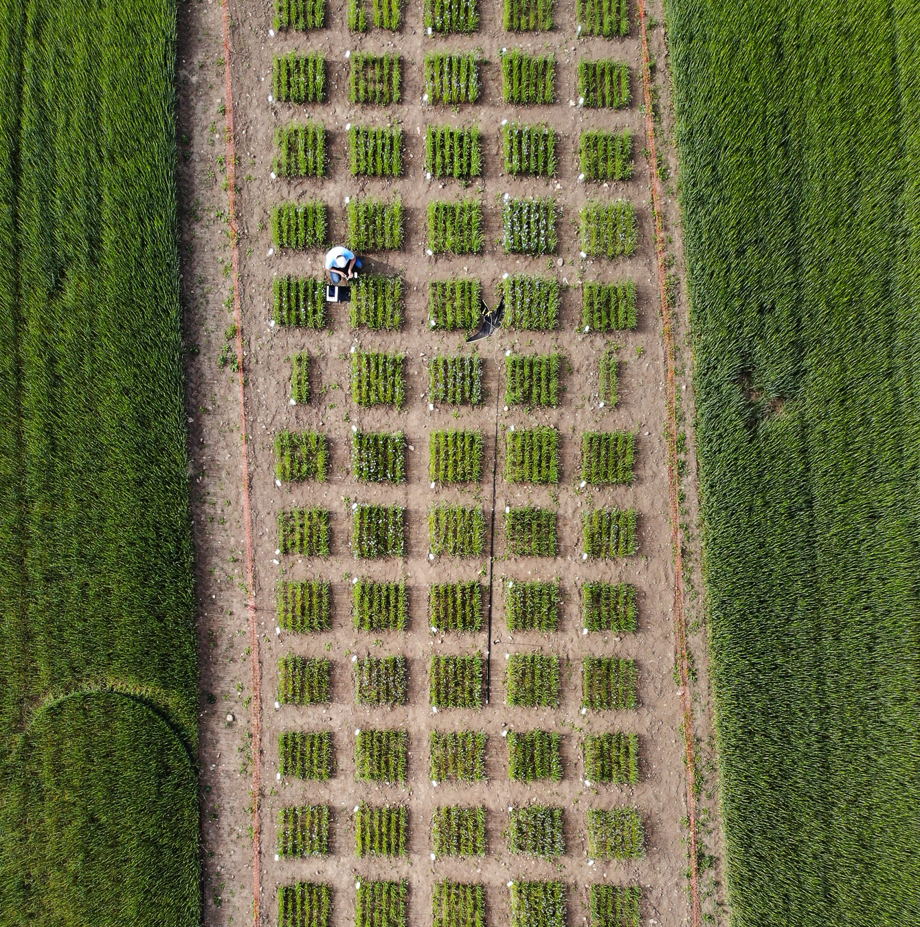 Drone shot of a filed of many green squares. 