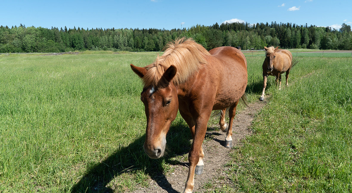 Two horses walking on a green field.