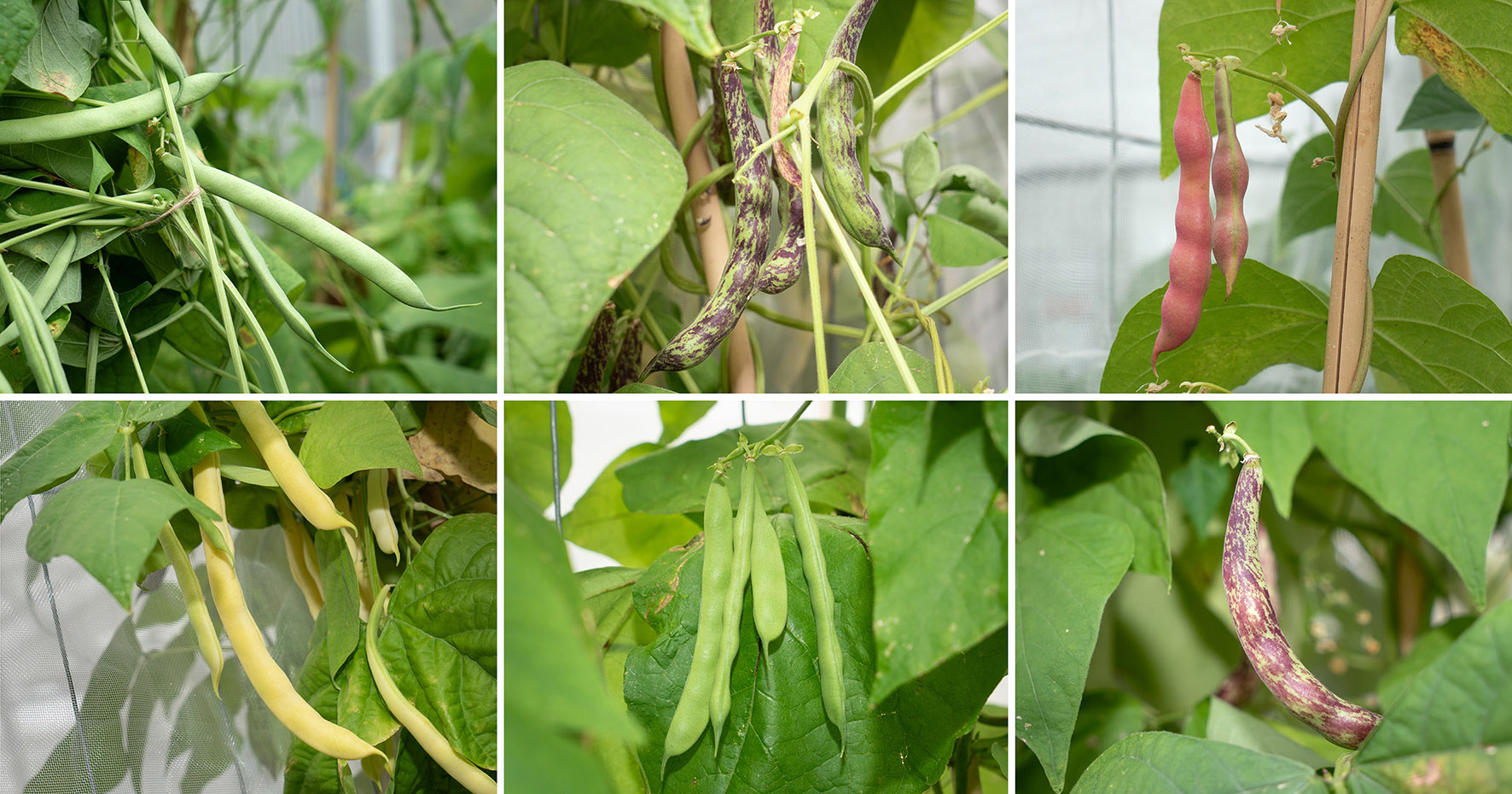 A collage with six photos of different bean pods.