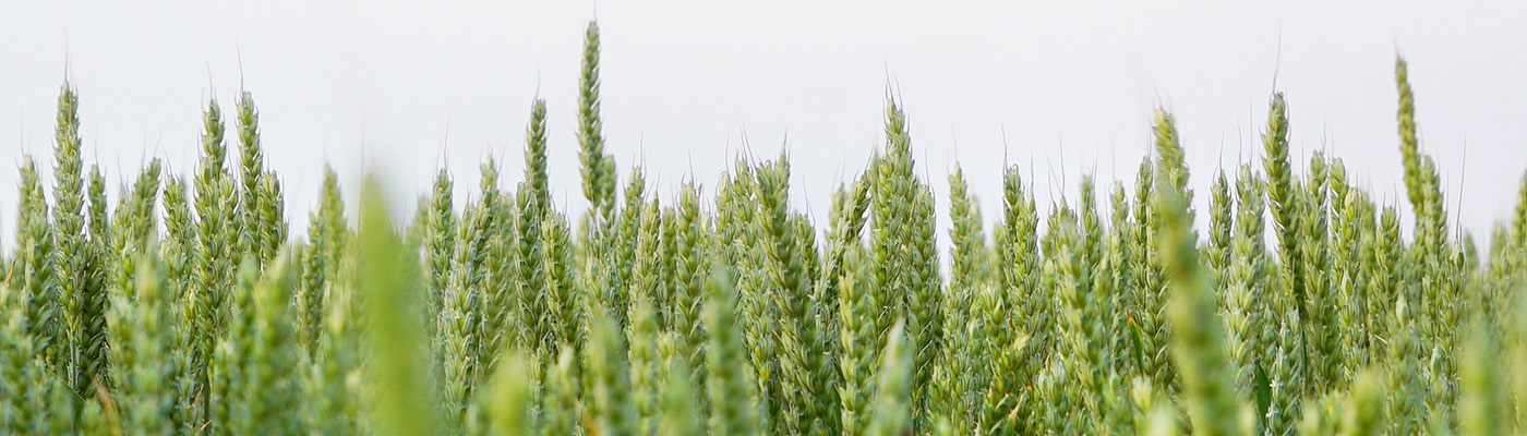 Closeup of wheat panicles. 