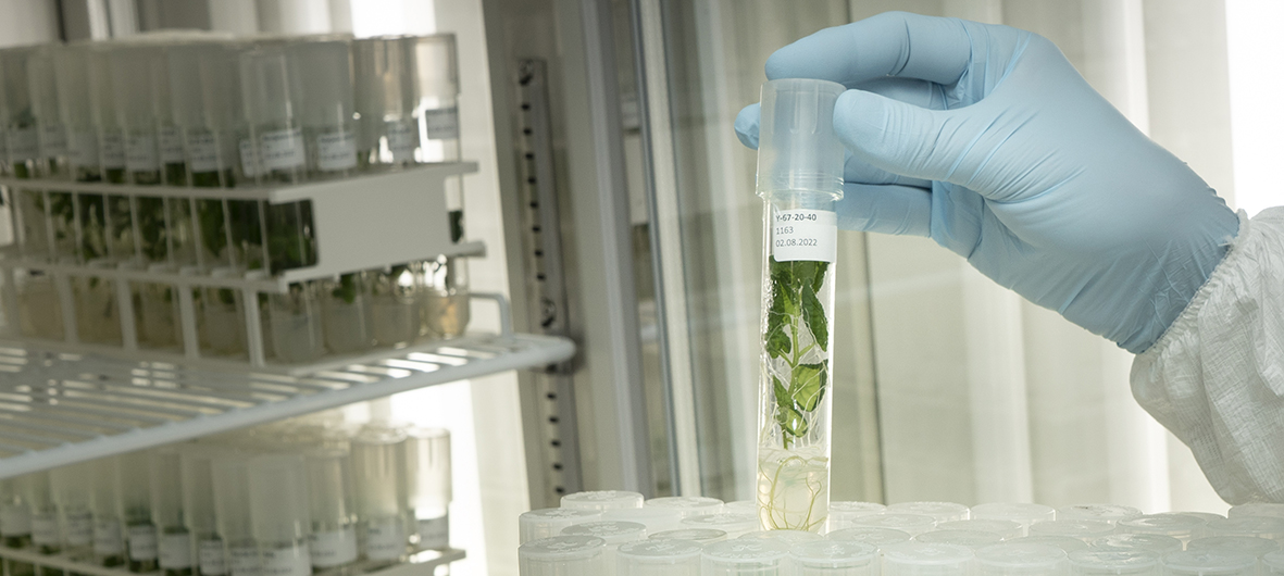 A hand with protective plastic gloves holding a test tube with a green plant inside.