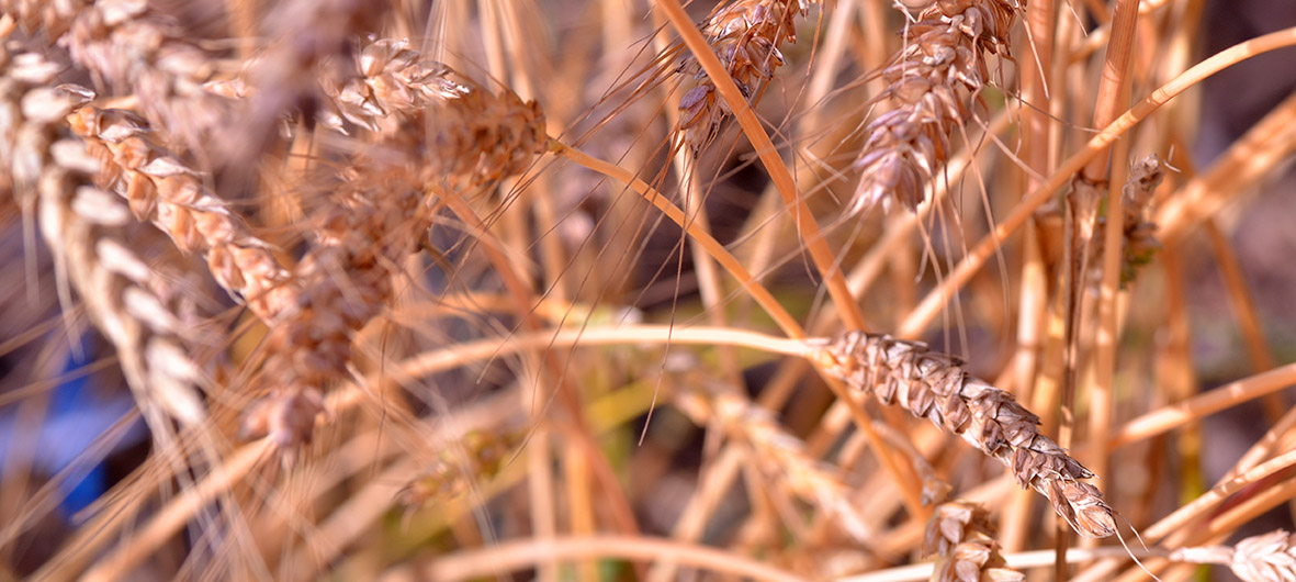 Close-up of wheat panicles. 