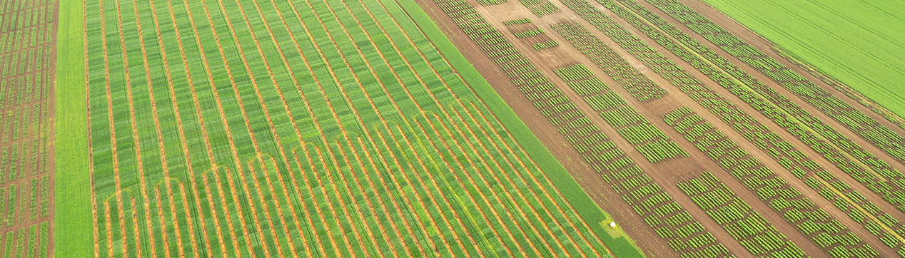 Green field cultivation seen from above.jpg