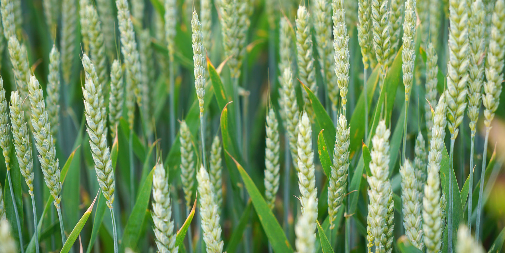 Panicles of growing wheat plants. 