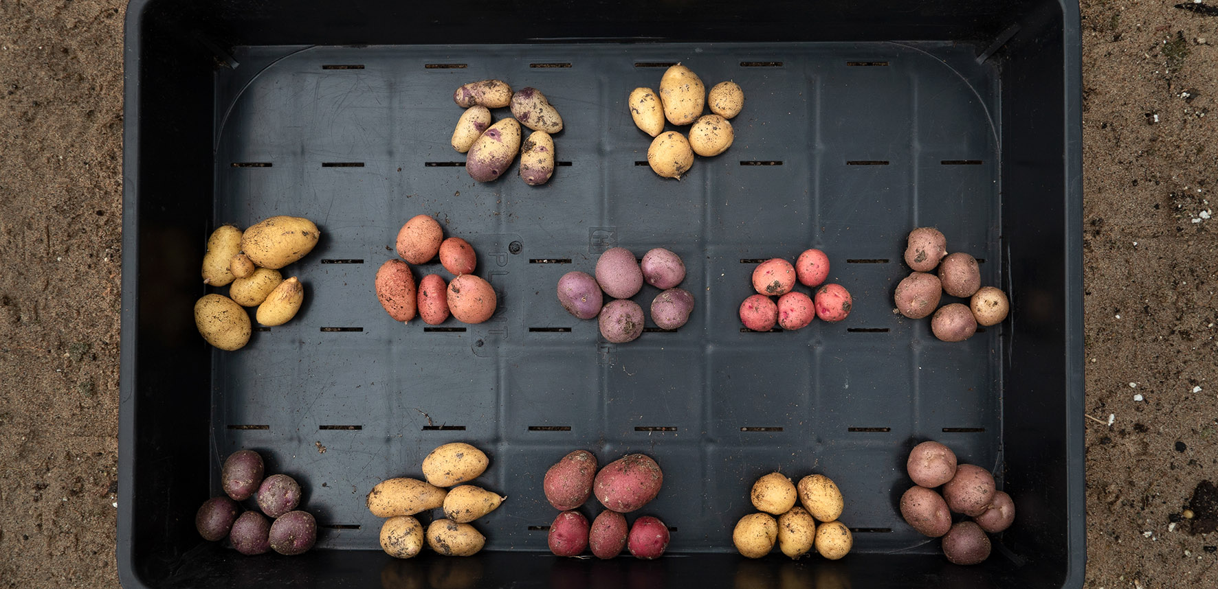 Piles of ten different potato varieties in different skin colors. 