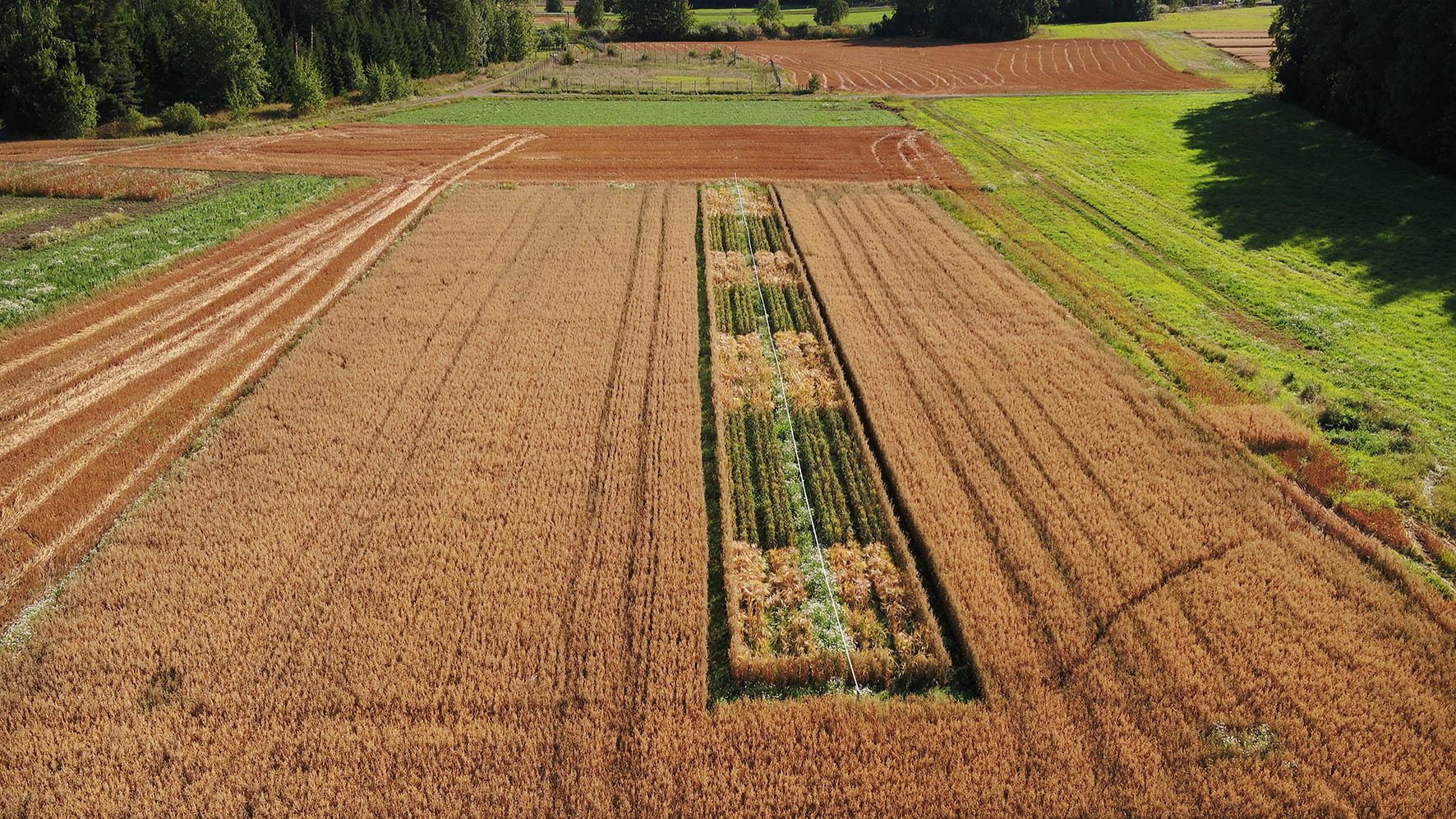 Field cultivation of cereals seen from above. 