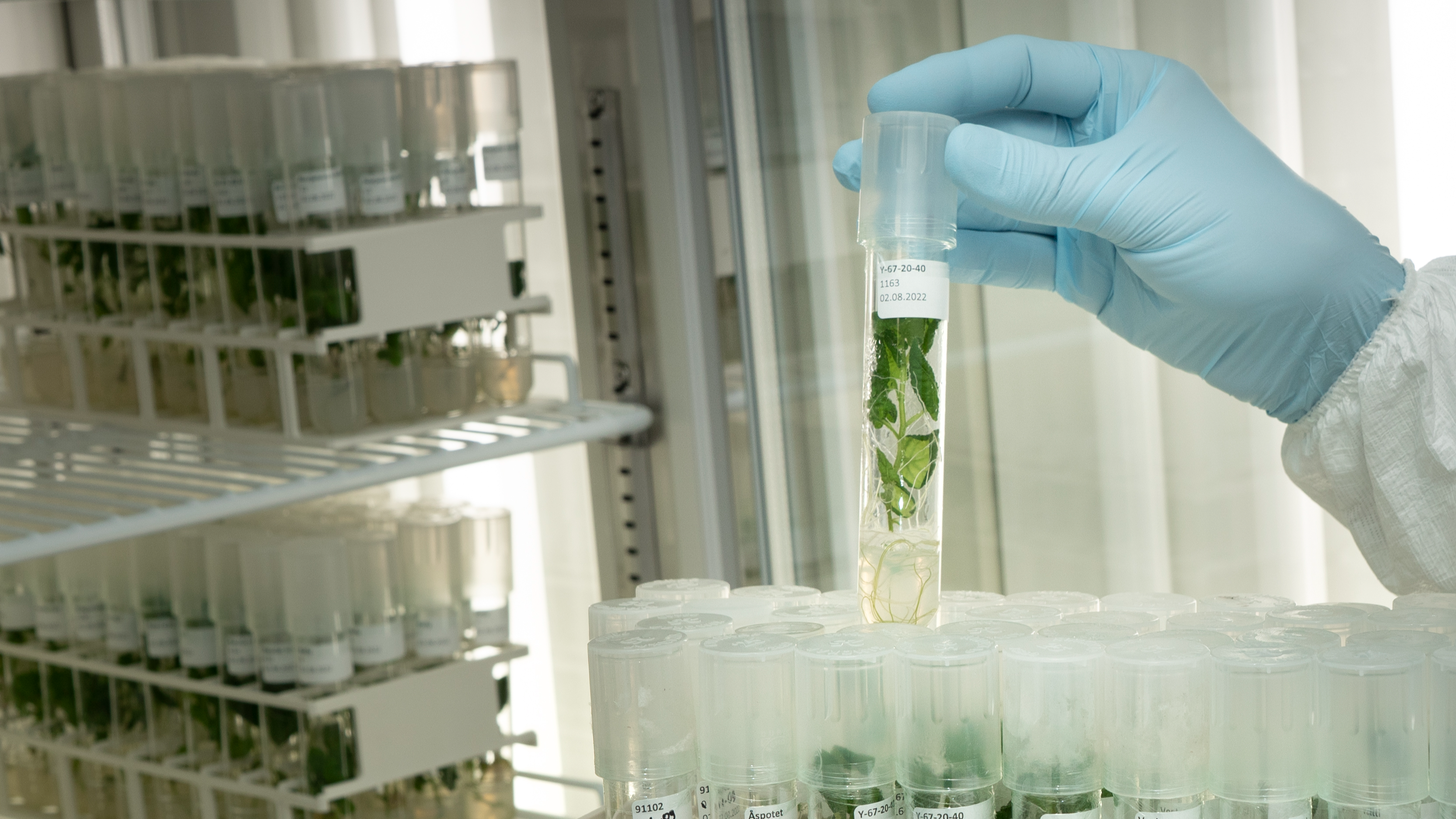 A hand in plastic glove holding a glass tube with a green plant inside. 