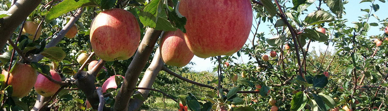 Red apples hanging from tree branches. 