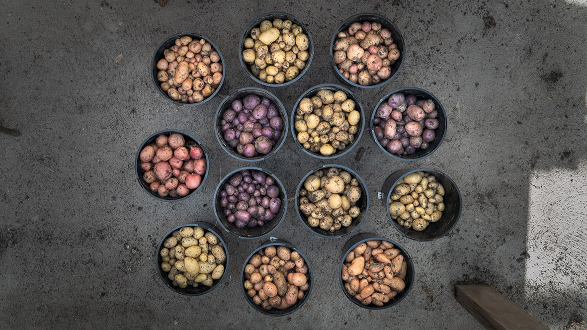 Several pots filled with potatoes in different skin colors. 