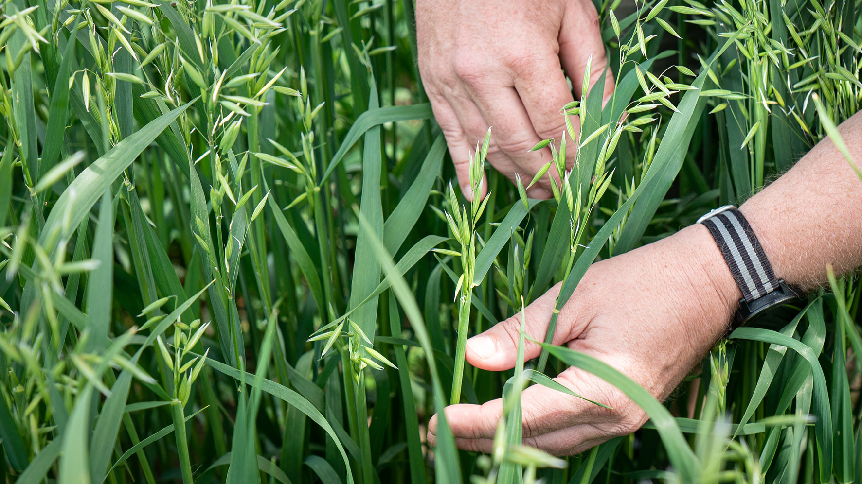 A hand is touching a plant of a grasslike plant growing in a field. 